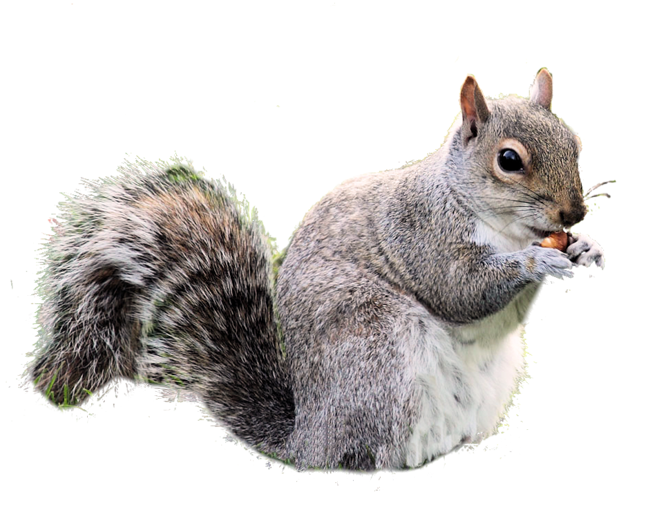 Squirre PNG - 14713