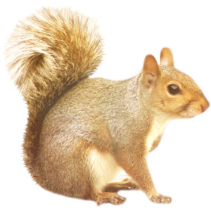 Squirre PNG - 14709