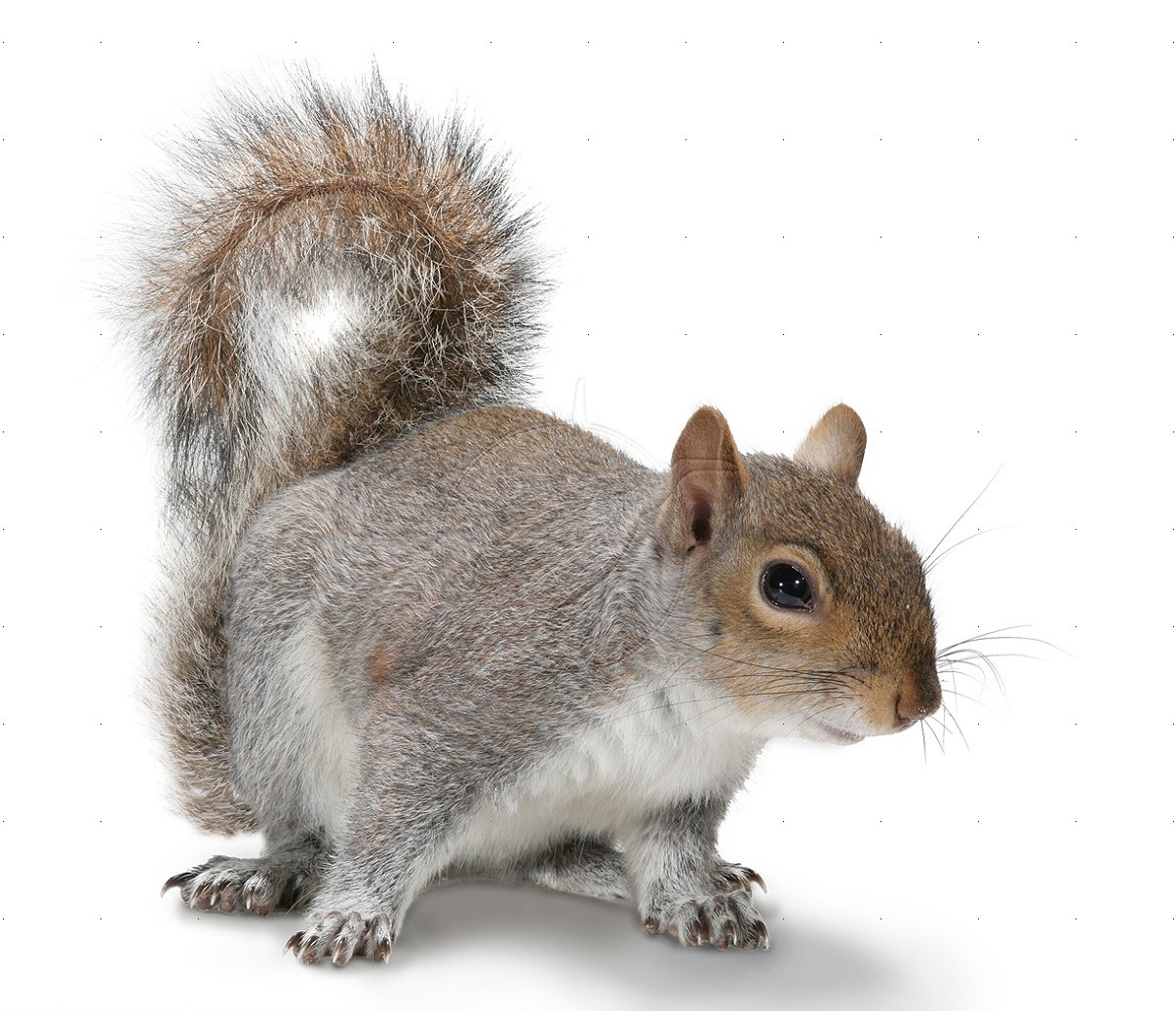 Squirre PNG - 14701