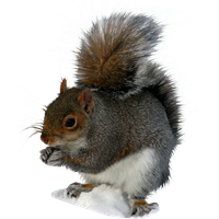 Squirrel Png image #20472