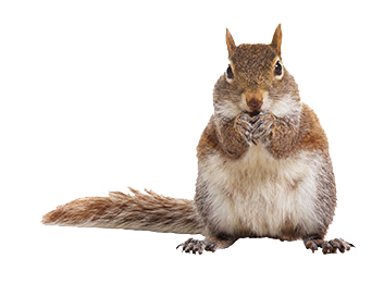 Squirre PNG - 14710