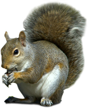 Squirre PNG - 14716