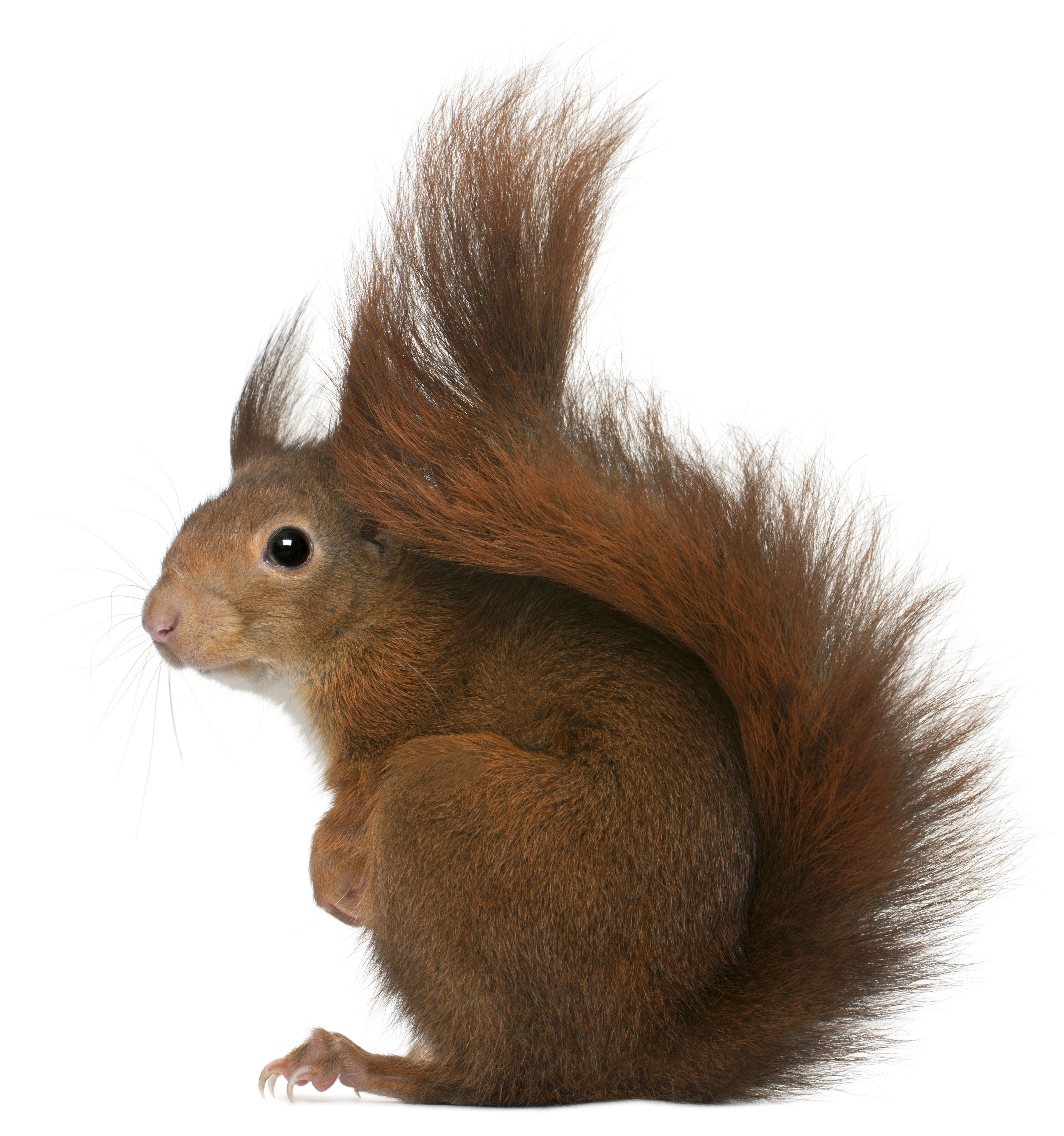 Squirrel HD PNG - 94187