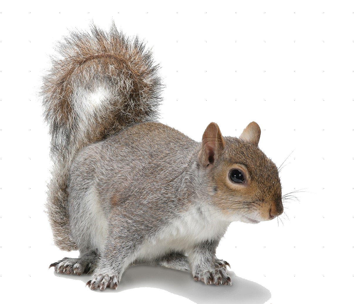 Squirrel HD PNG - 94180