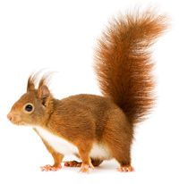 Squirrel HD PNG - 94186