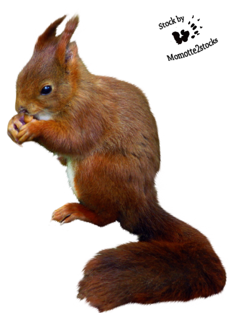 Squirrel PNG HD - 120885