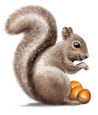 Squirrel PNG. The hind feet, 