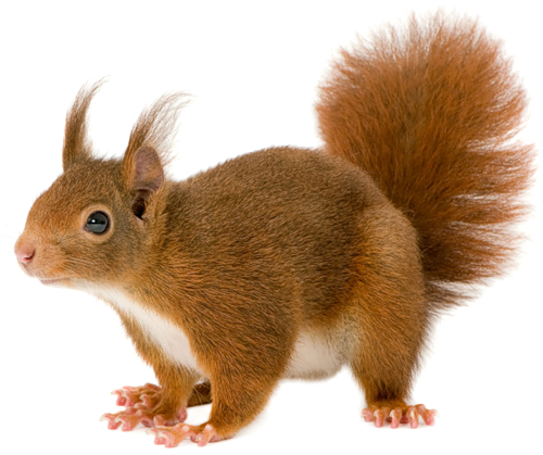 Squirrel PNG HD - 120884