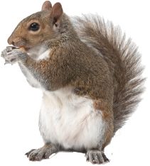 Squirrel PNG HD - 120879