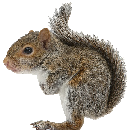 Squirrel PNG HD - 120880