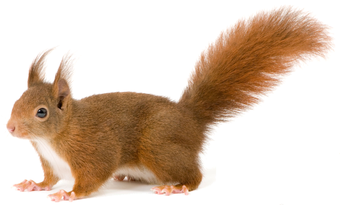 Squirrel PNG HD - 120876
