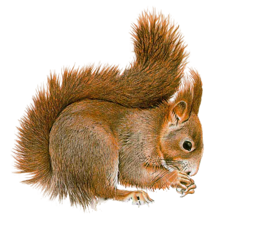 Squirrel PNG HD - 120881
