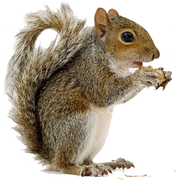 Squirrel PNG. The hind feet, 