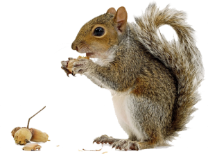 Squirrel With Nut PNG - 79430