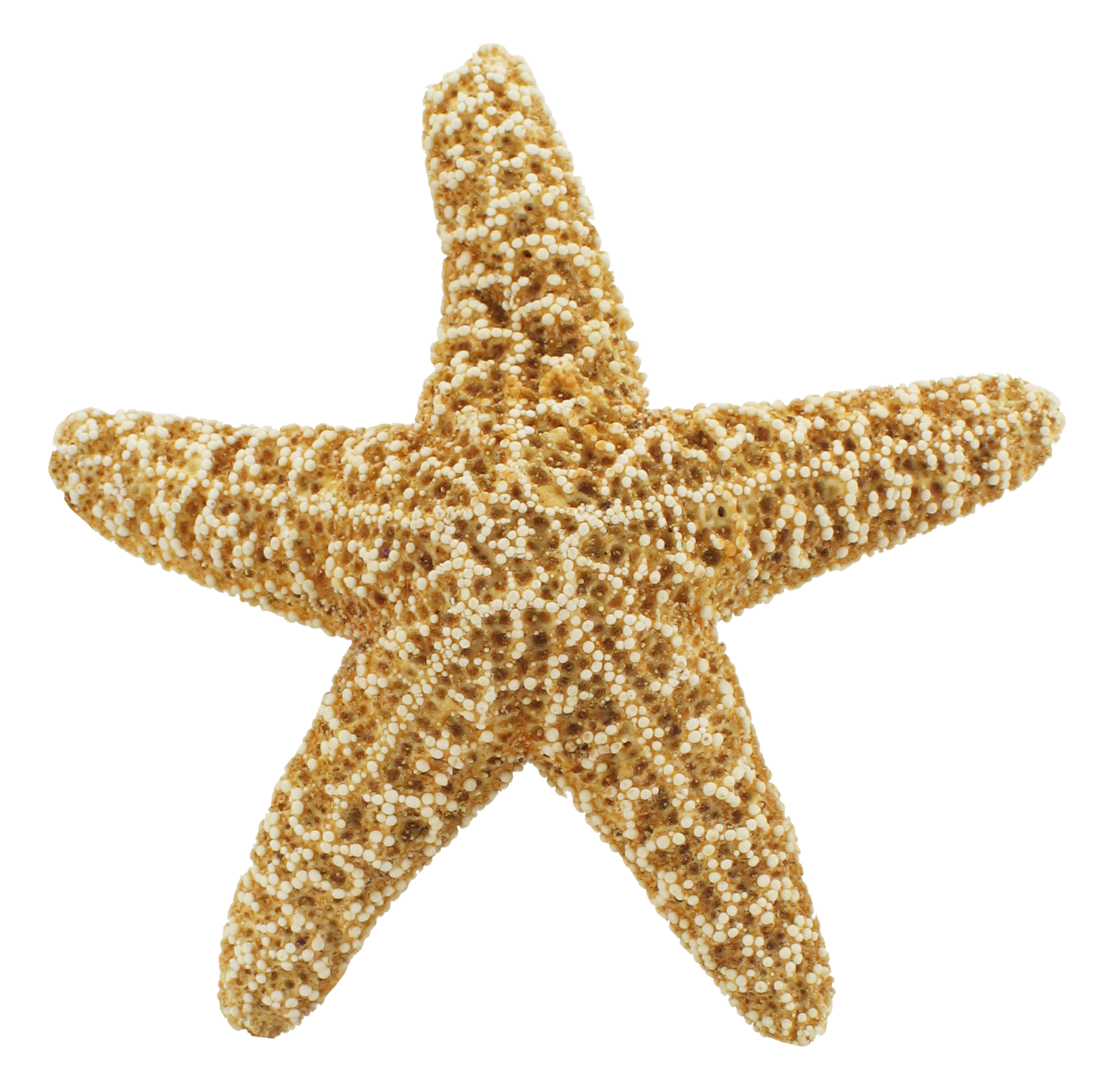 Starfish PNG - 15929