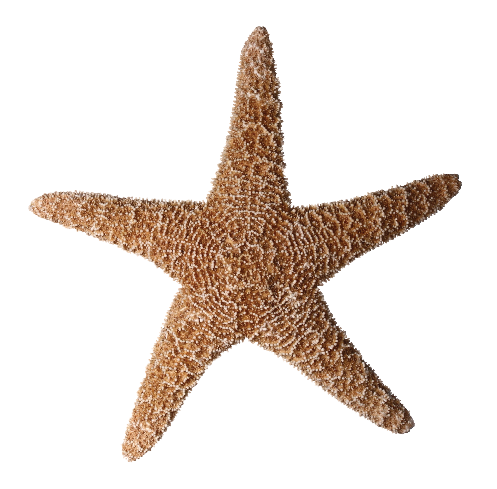 Starfish PNG - 15939