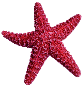 Starfish PNG - 15936