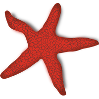 Starfish PNG - 15932