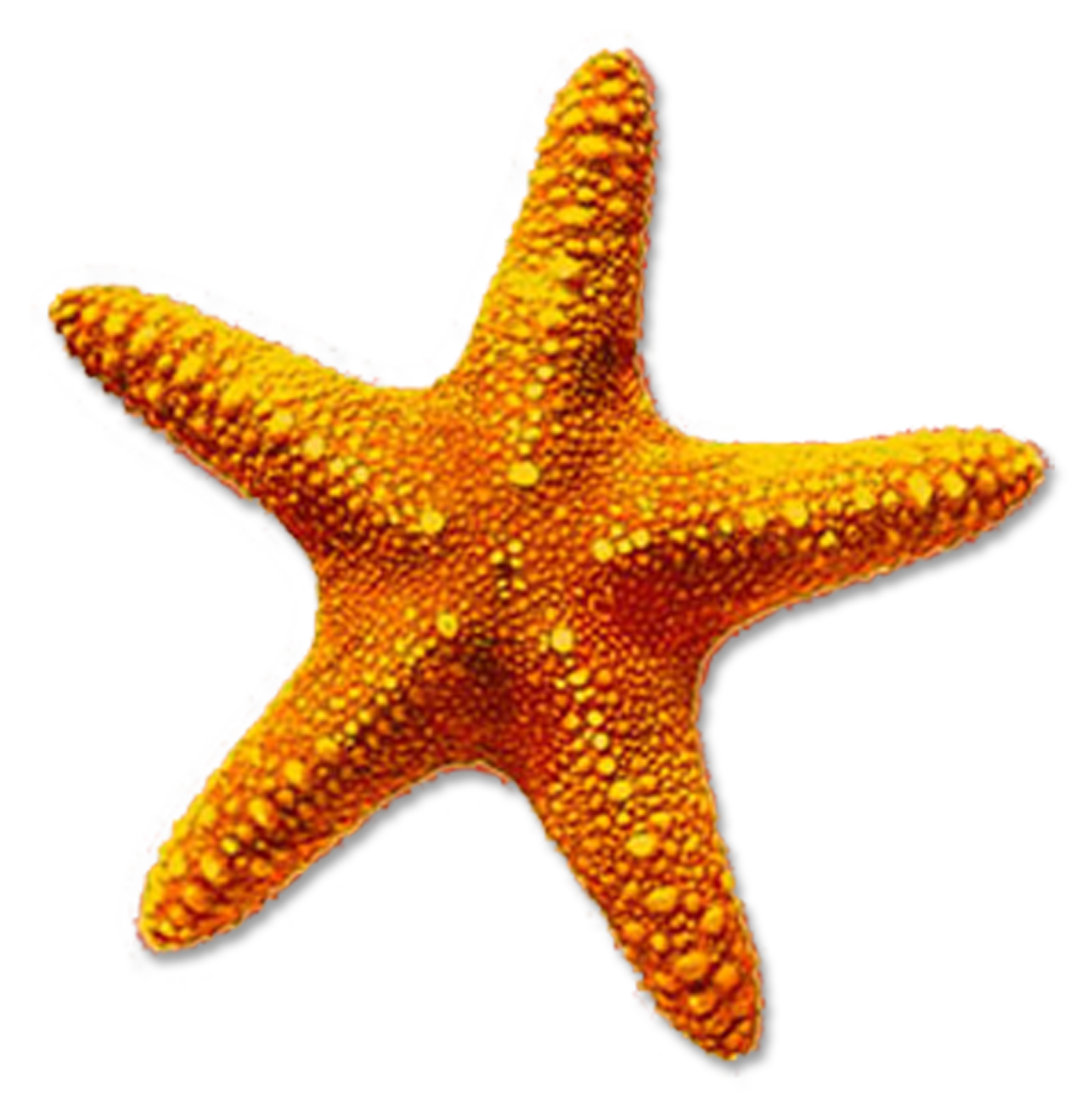 Starfish PNG - 15926
