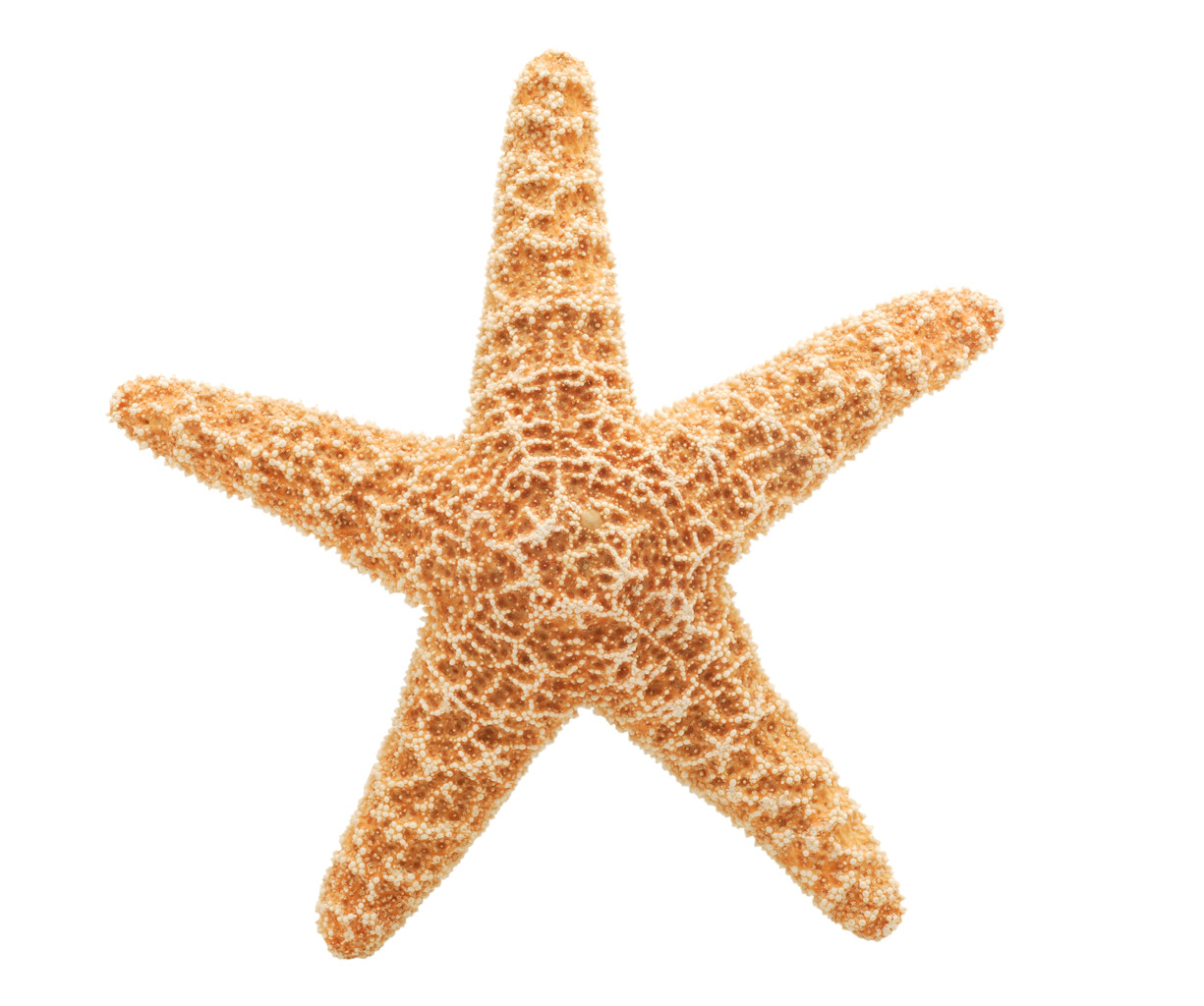 Starfish PNG - 15928