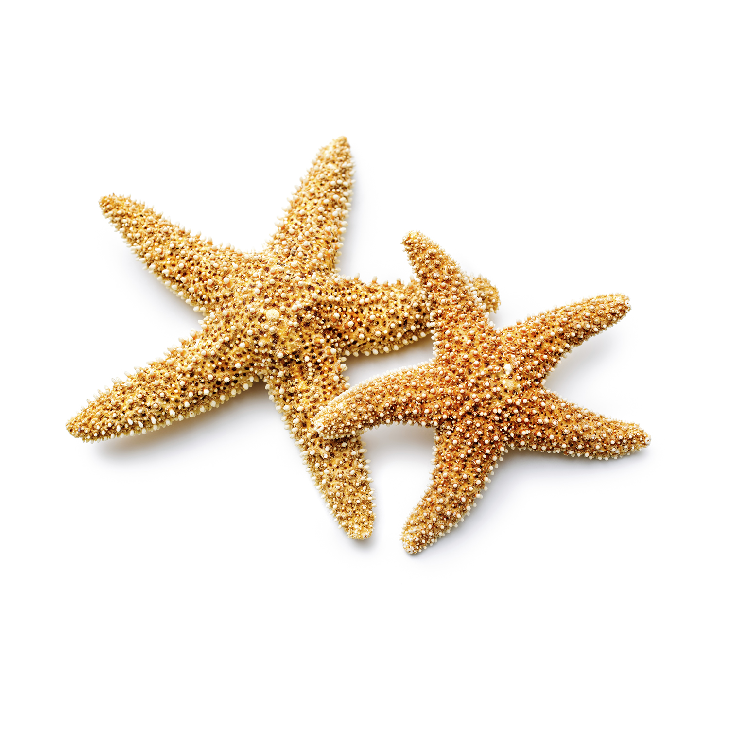 Starfish PNG - 15940