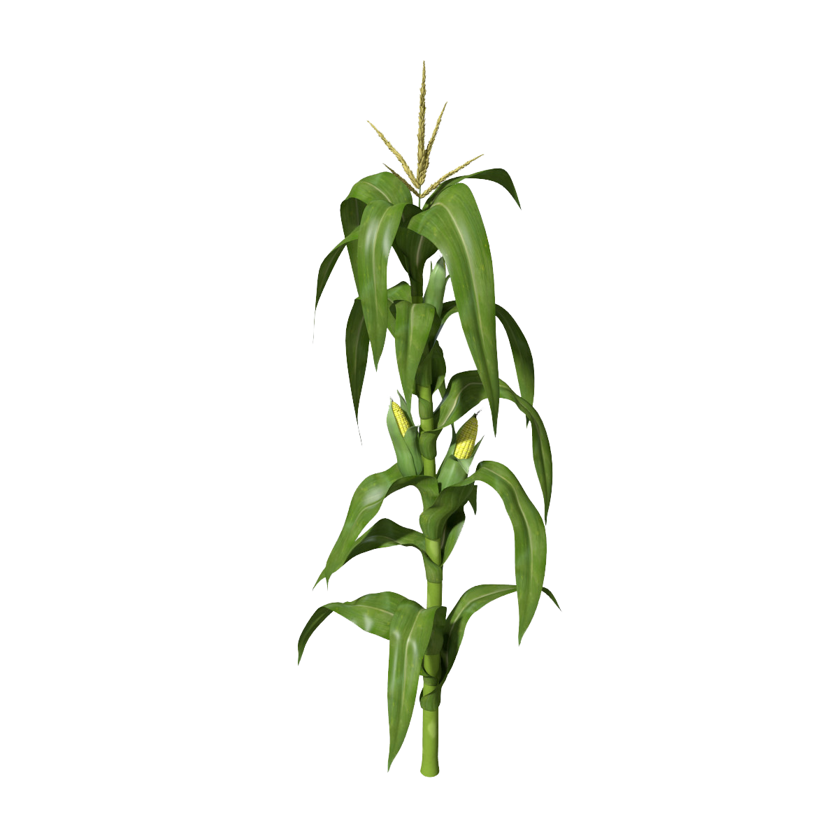 Stem Of A Plant PNG - 159781