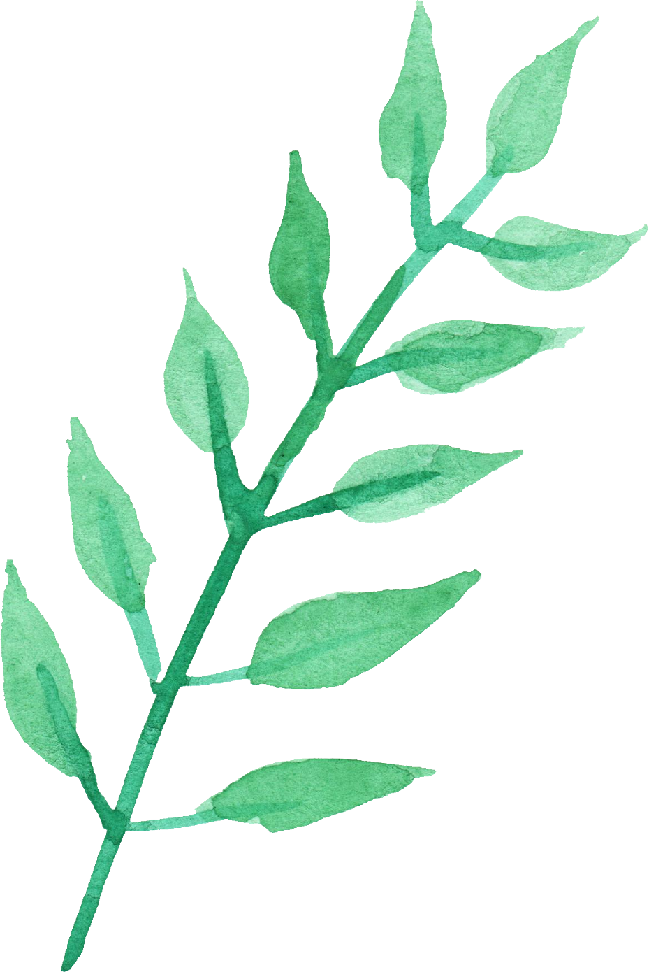 Stem Of A Plant PNG - 159787