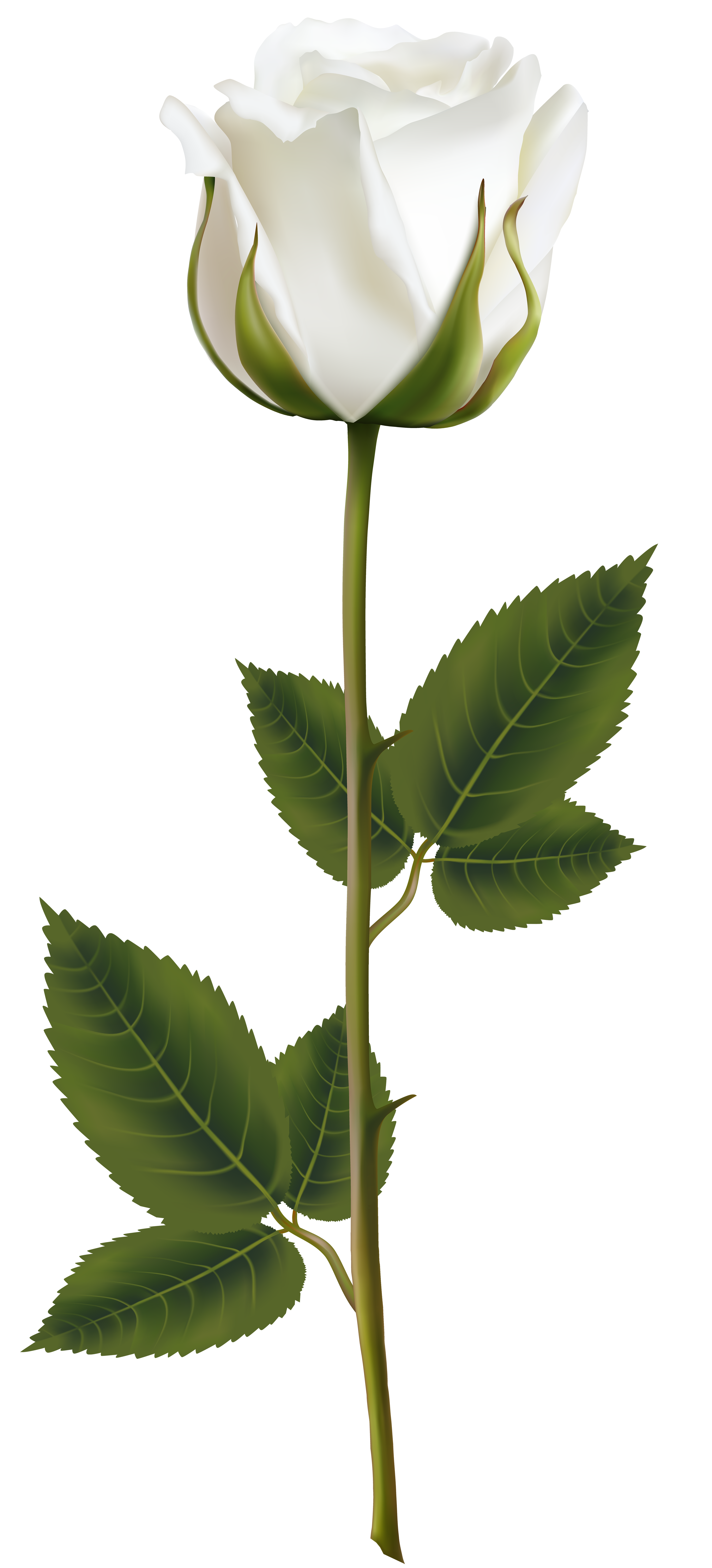 Stem Of A Plant PNG - 159772
