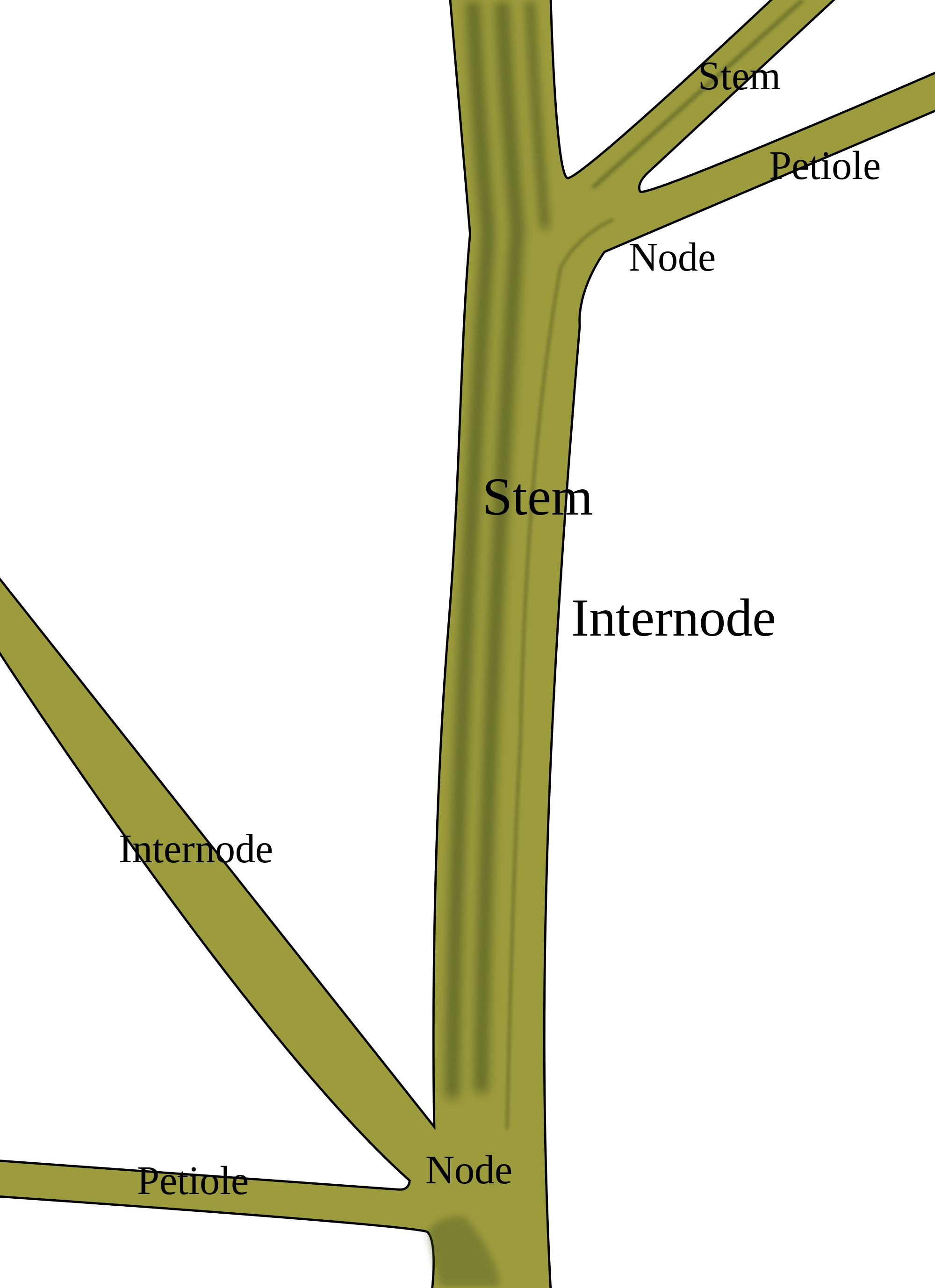 Stem Of A Plant PNG - 159784