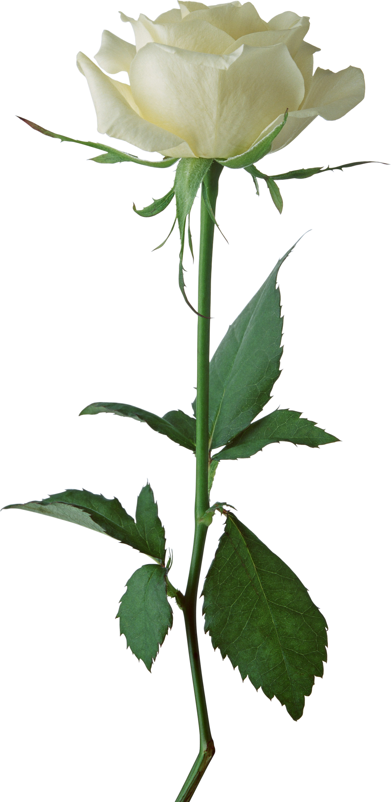 Stem Of A Plant PNG - 159783