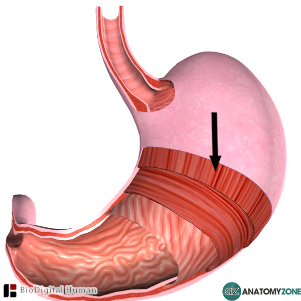 Stomach PNG HD - 128976