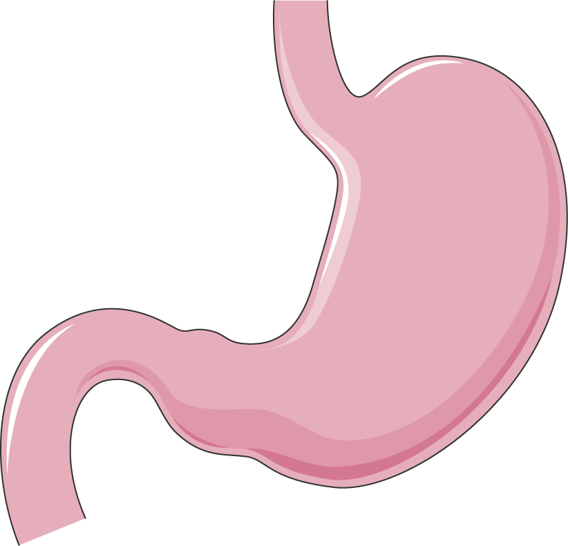 Stomach PNG HD - 128979