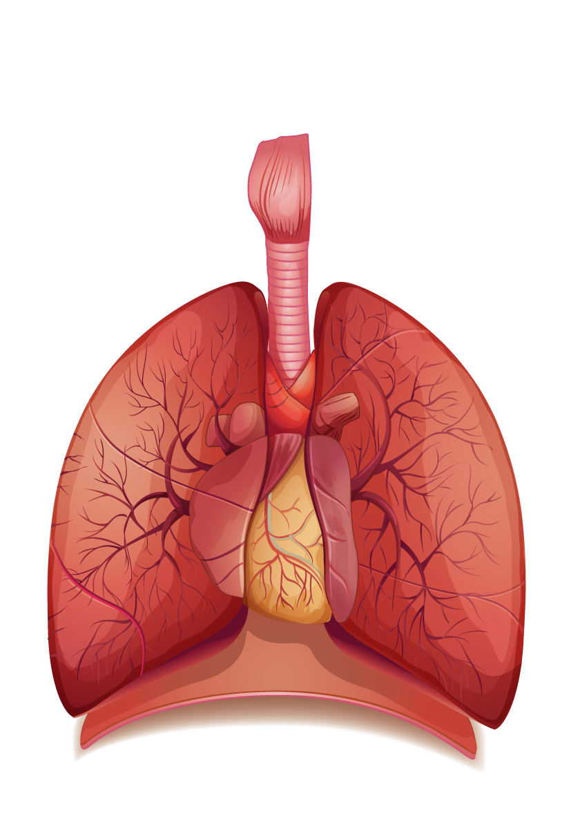 Stomach PNG HD - 128988