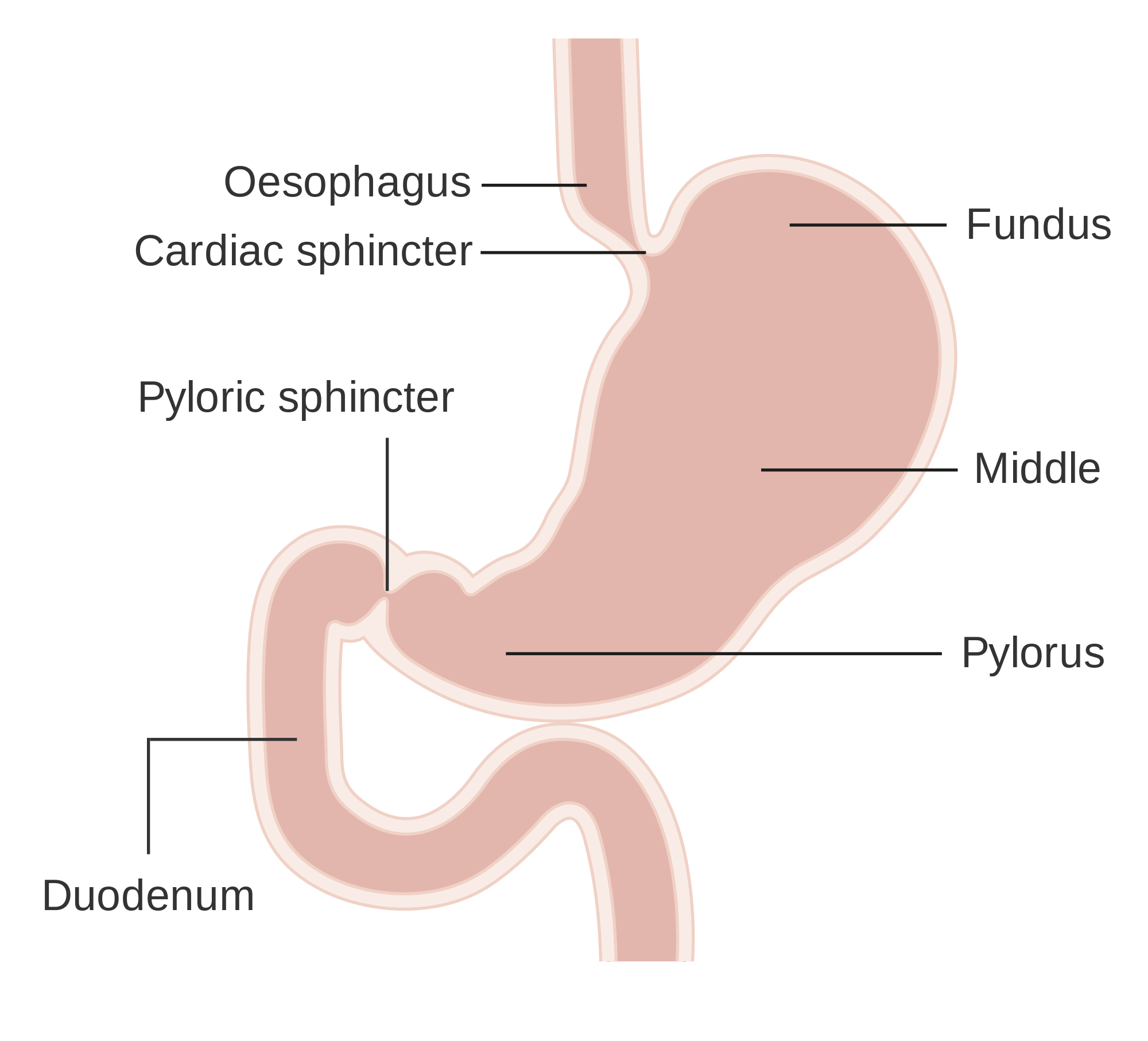 Stomach PNG HD - 128986