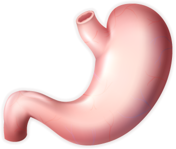 Stomach PNG HD - 128972