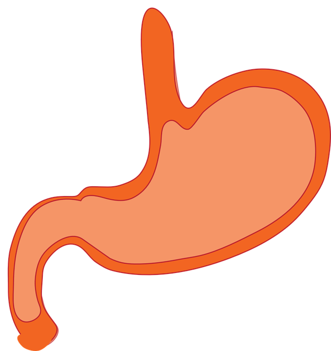 Stomach PNG HD - 128978