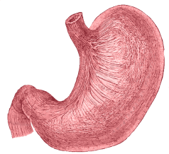 Stomach: the Gastric Layers