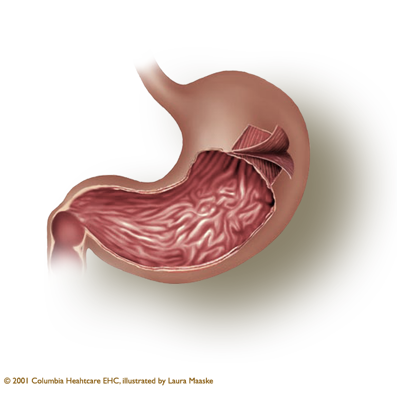 Stomach PNG HD - 128977