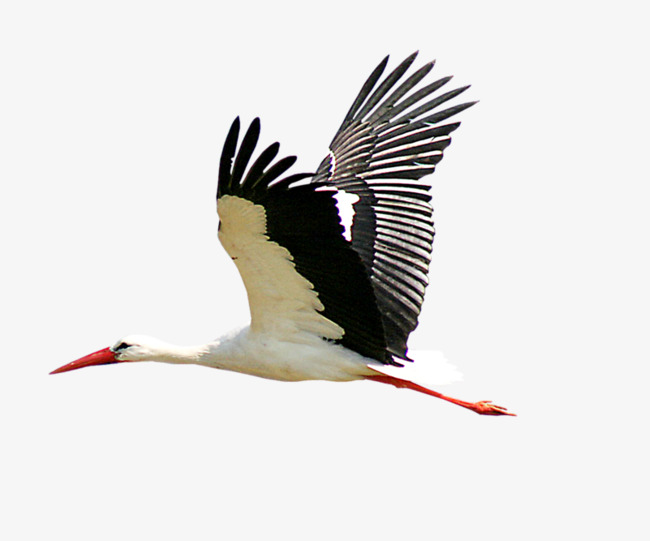 Stork, Fly, Landing, Elegant,
