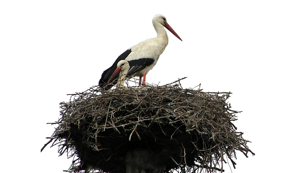Stork HD PNG - 92925