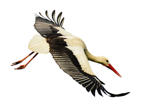 Stork HD PNG - 92937