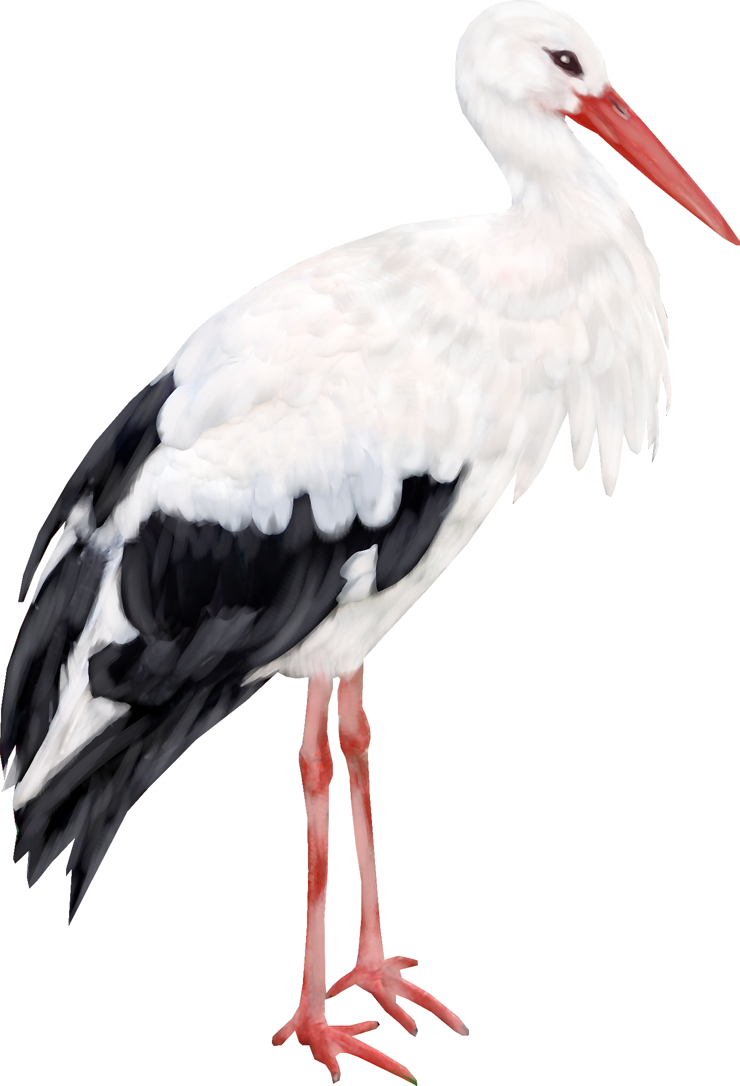 Stork HD PNG - 92938