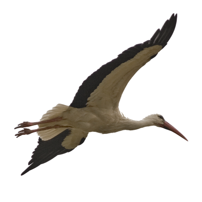 Stork HD PNG - 92930