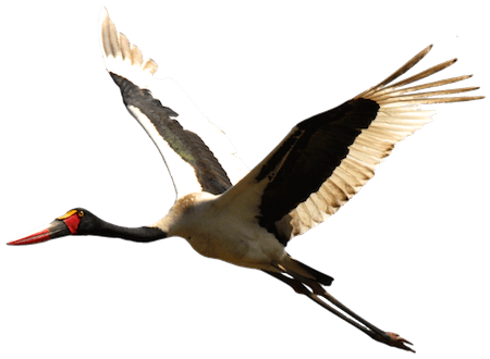 Stork HD PNG - 92933