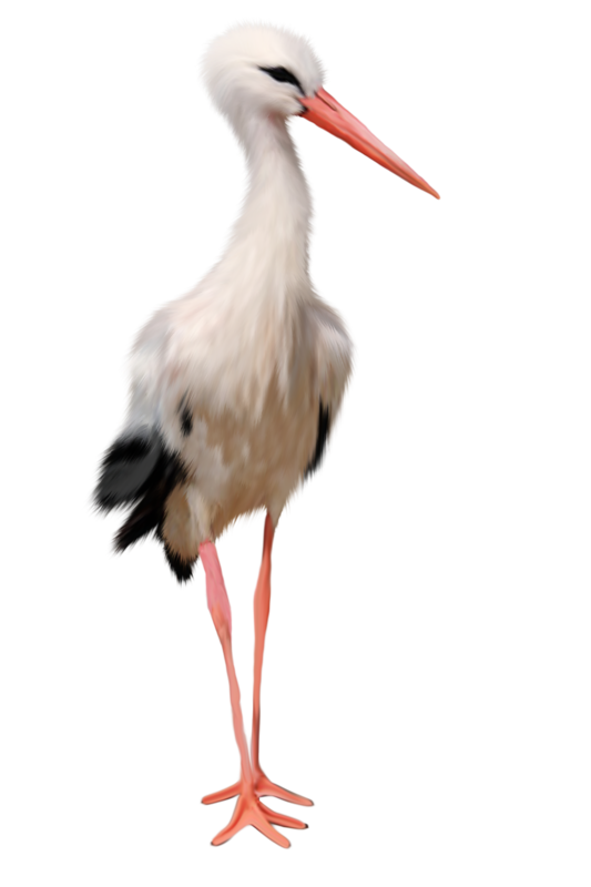 Stork HD PNG - 92927