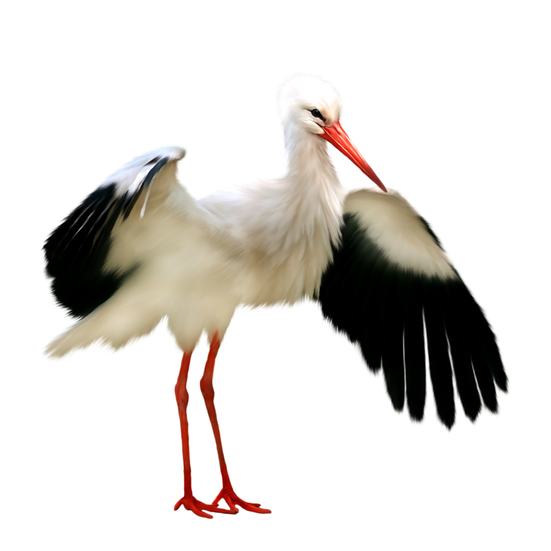 Birds Animals stork Free PNG 