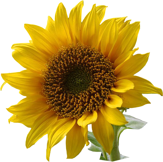 Sunflower HD PNG - 91762