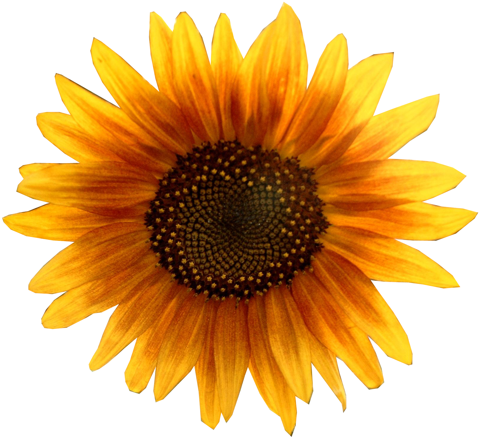 Sunflower HD PNG - 91760