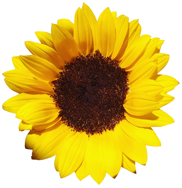 Sunflower HD PNG - 91757