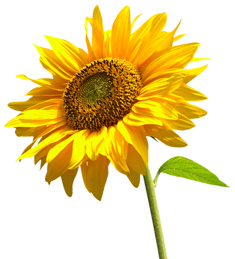 Sunflower PNG Pic